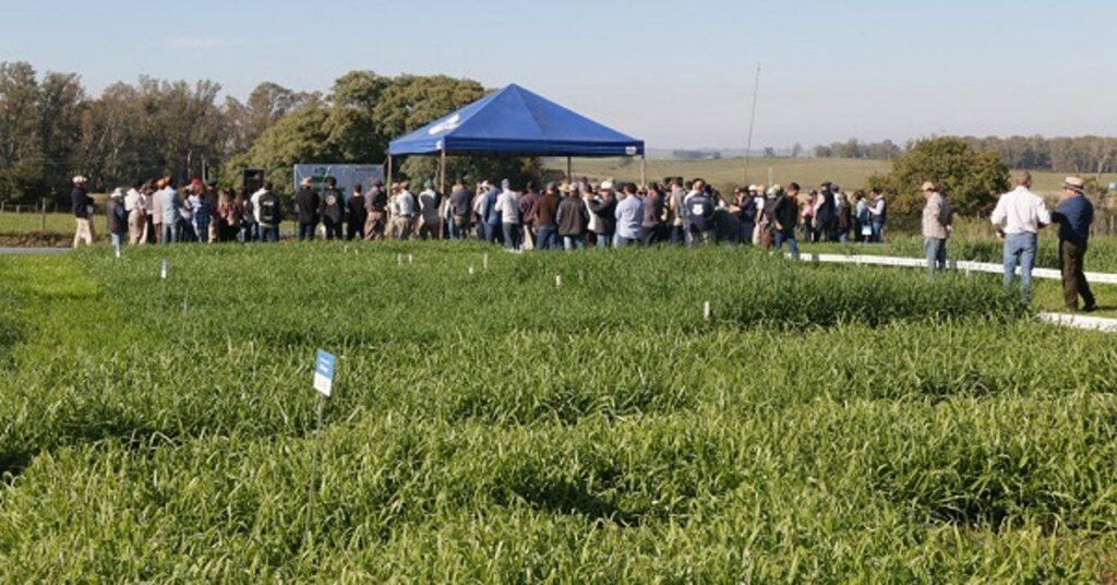 dia de campo em bage sobre sustentabilidade na pecuaria recebe mais de 500 pessoas portal dbo