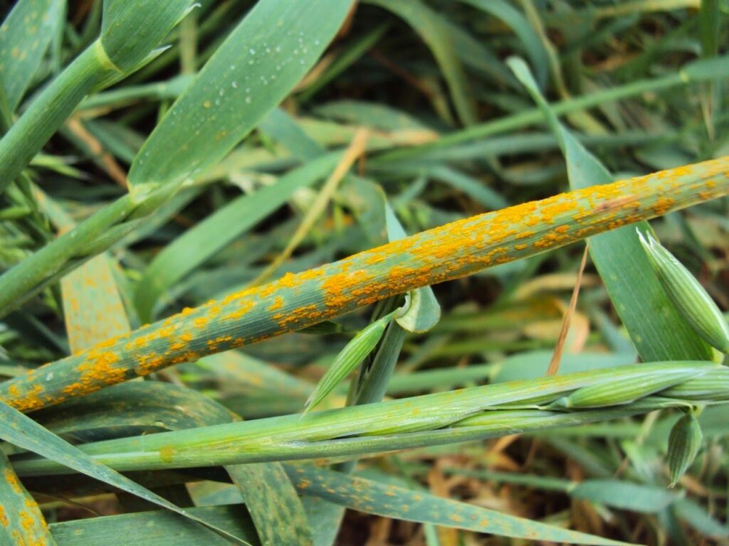 dicas para o tratamento da doenca da ferrugem da aveia 1
