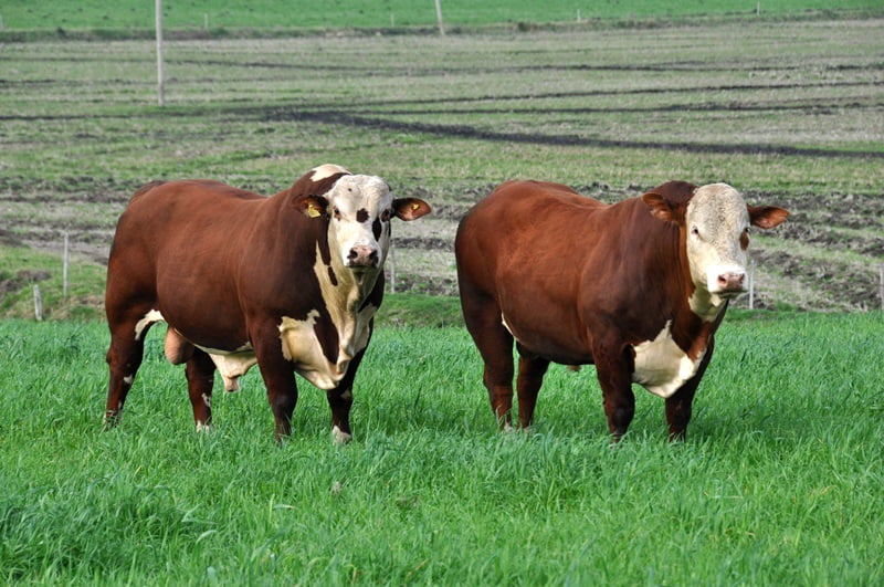 especialistas apontam alta de precos no mercado pecuario para a proxima temporada