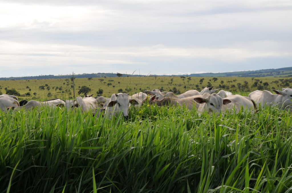 estrategias ajudam a diminuir emissao de gases na producao pecuaria 1