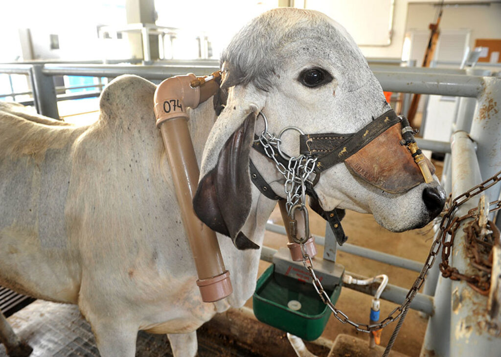 estudo identifica que pecuaria pode reduzir emissao de metano por litro de leite