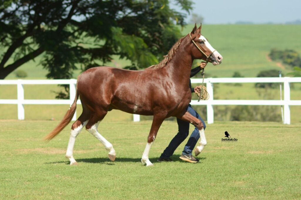 Facilpa 2023 exposições de cavalos Mangalarga do Brasil