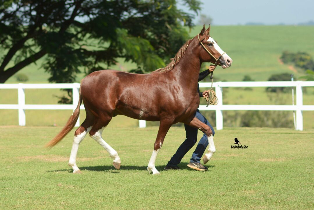 Facilpa 2023 exposições de cavalos Mangalarga do Brasil