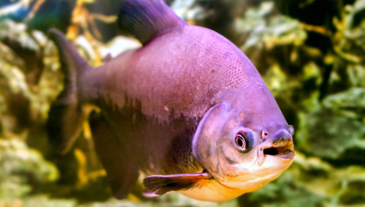 farinha de folha de amoreira e de ora pro nobis sao alternativas na alimentacao de