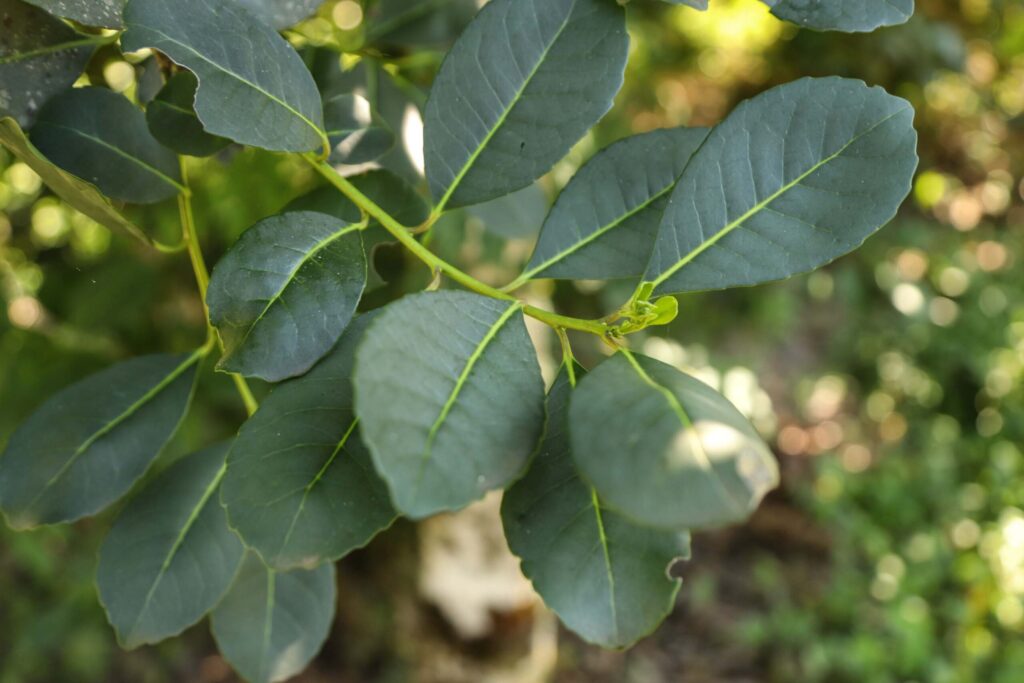 farinhas de erva mate e pinhao do pr sao destaques na sial food canada