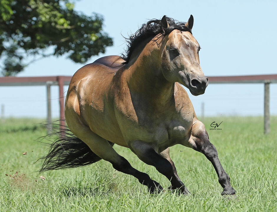 filhos do garanhao dual patron que se destacarem em pista receberao premios em dinheiro