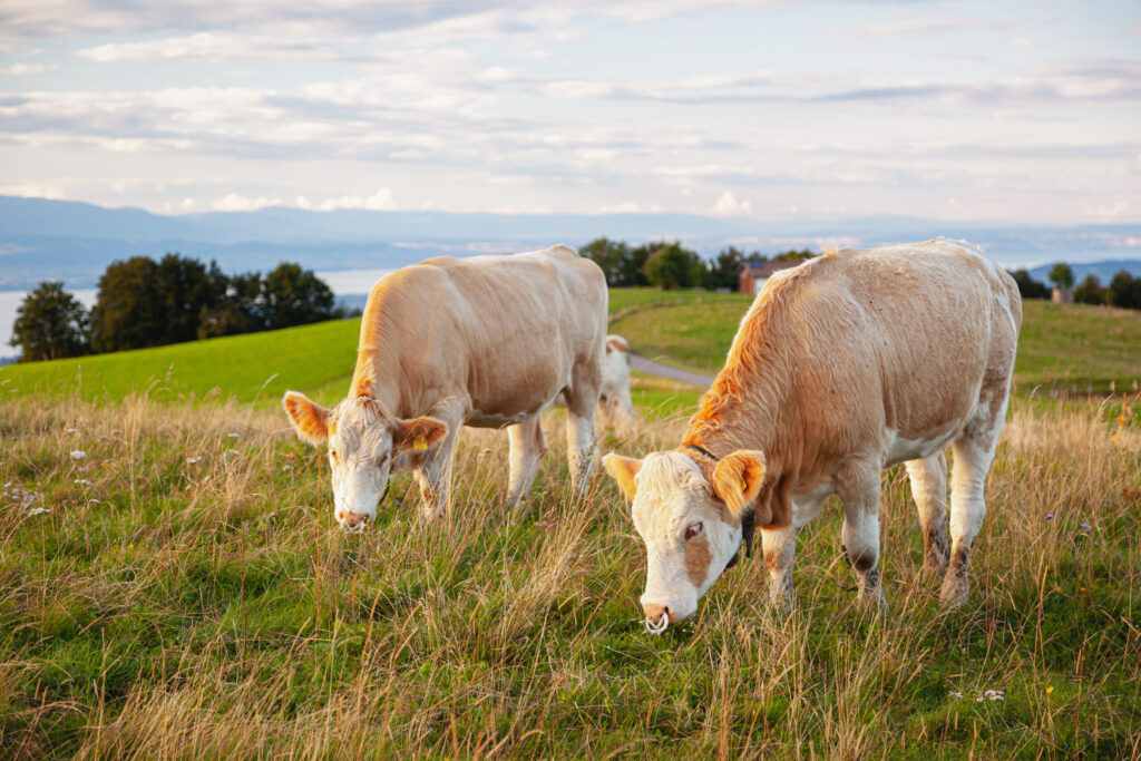 fim das restricoes do catar a importacao de carne bovina brasileira em razao do caso de eeb atipica no para