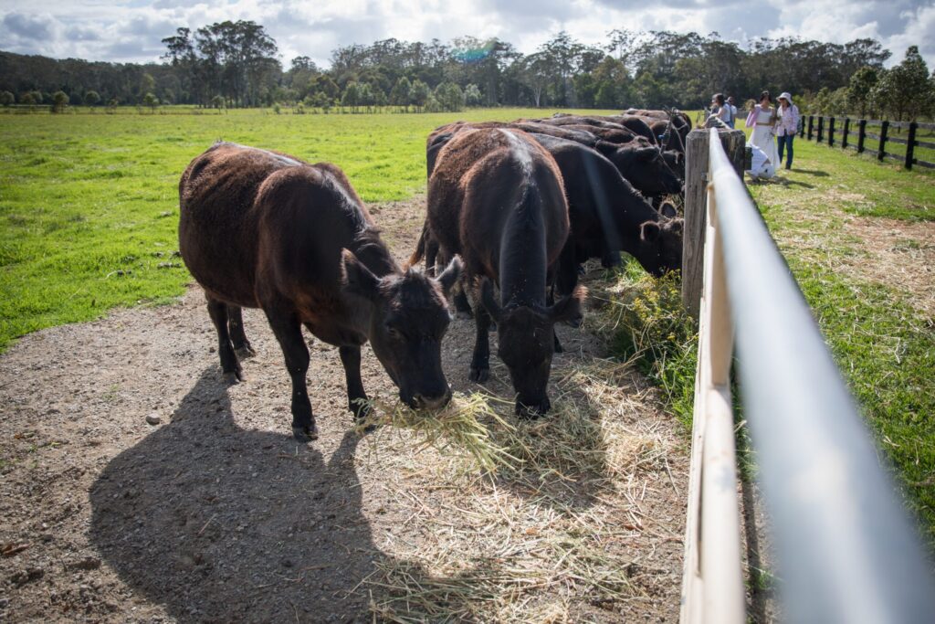 Gestão de fazenda pecuária potencializa os ganhos com soluções biotecnológicas 2 gestao de fazenda pecuaria potencializa os ganhos com solucoes biotecnologicas 1