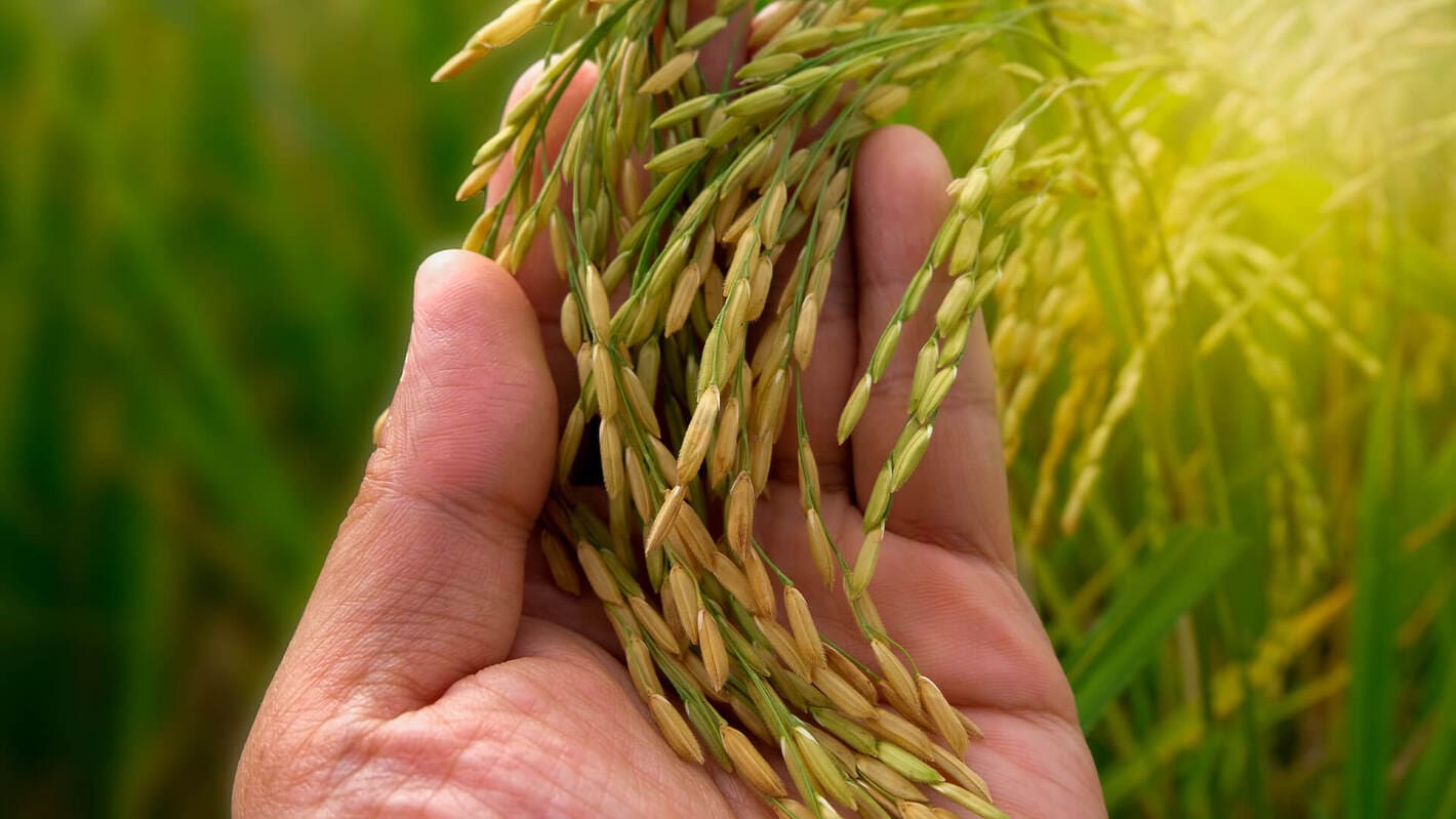 Arroz, Plantacao de Arroz, Cultivo de Arroz, Dicas para Plantar Arroz, Como Cultivar Arroz, Passos para Plantar Arroz, Guia de Plantacao de Arroz, Summit Agro, Agricultura