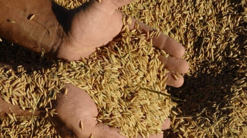 Indicador do arroz se mantém em cerca de R$ 82,00/sc