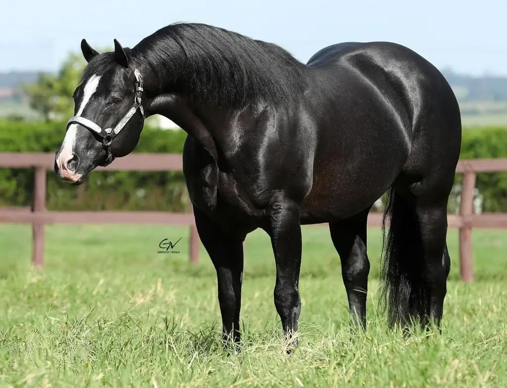 Leilão Haras Império ofertara animais de genética