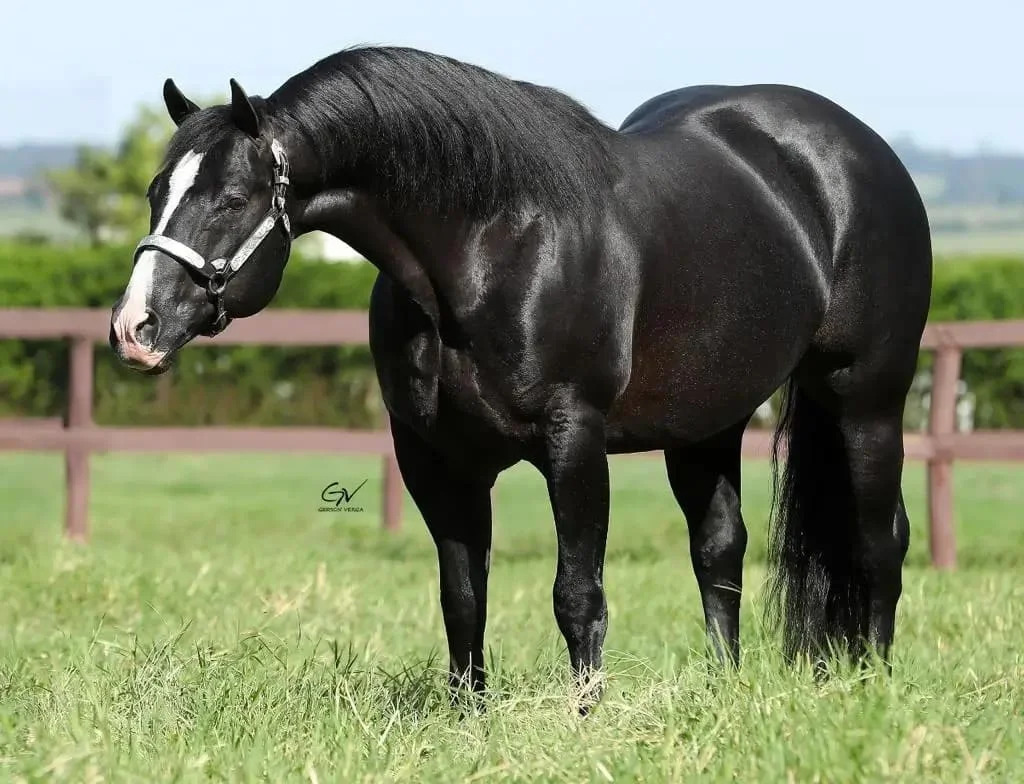 Leilão Haras Império ofertara animais de genética 4 Haras Império Genética, leilão, equinos, cavalos, genética, seleção, animais de elite, mercado de cavalos, leilão de cavalos, cavalos de salto, cavalos de corrida, cavalos de trabalho, cavalos quarto de milha.