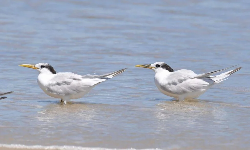 Mais quatro estados decretam situação de emergência zoossanitária. 2 gripe aviária