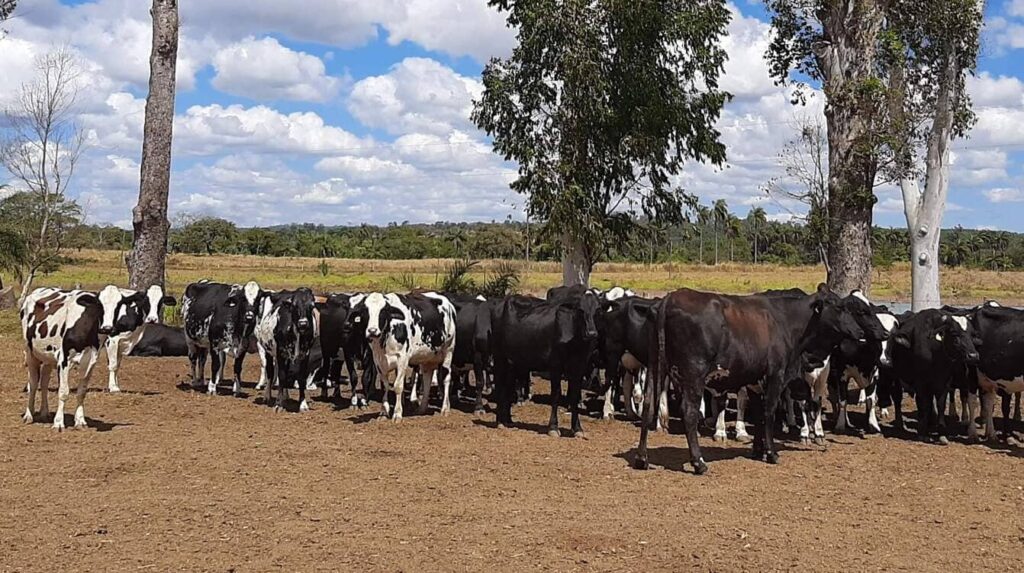 manejo e contencao adequados asseguram eficacia na vacinacao de bovinos 1