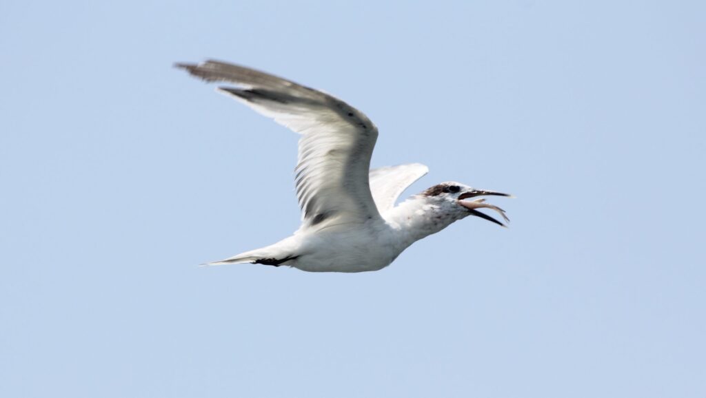 No s&aacute;bado (20), o Laborat&oacute;rio Federal de Defesa Agropecu&aacute;ria de S&atilde;o Paulo (LFDA-SP), unidade de refer&ecirc;ncia da Organiza&ccedil;&atilde;o Mundial da Sa&uacute;de Animal (OMSA), confirmou mais dois casos de Influenza Avi&aacute;ria de Alta Patogenicidade (IAAP) de subtipo H5N1.