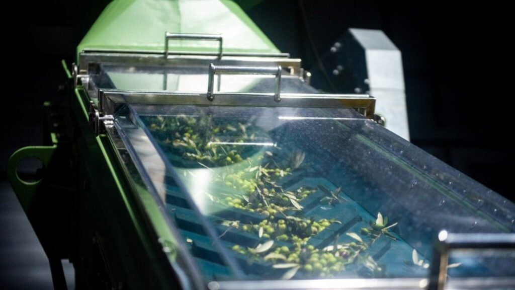 mapa estimula a adocao de painel sensorial para classificacao de azeite no brasil 2