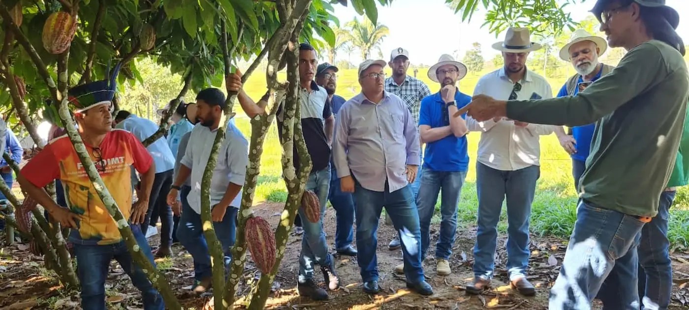 mato grosso aposta na producao de cacau na agricultura familiar