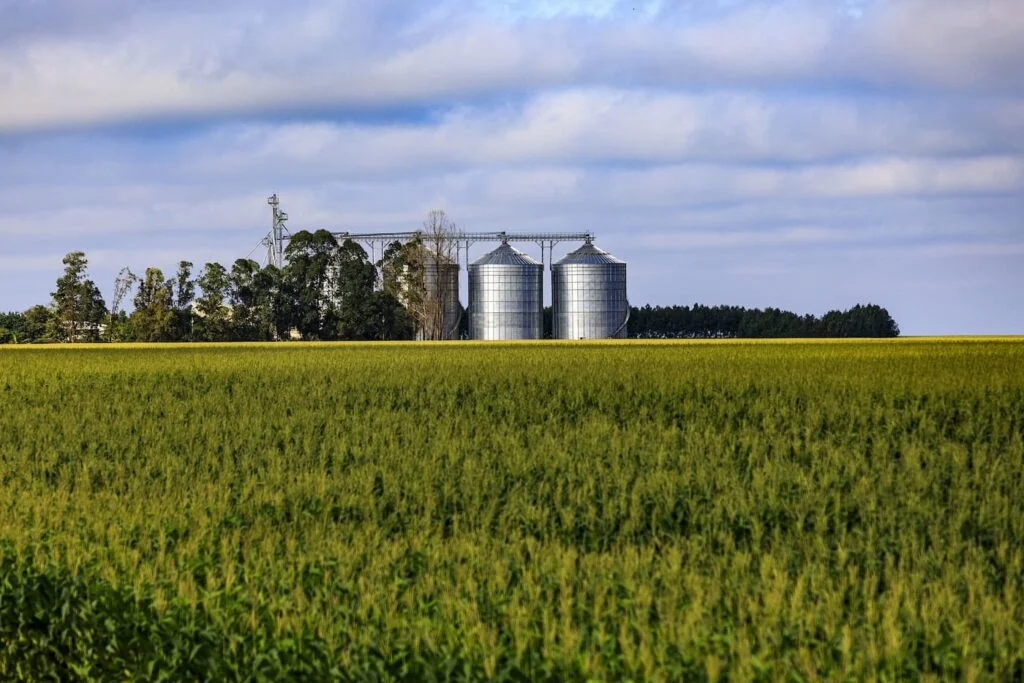 Mato Grosso inicia colheita do milho, confira! 2 milho