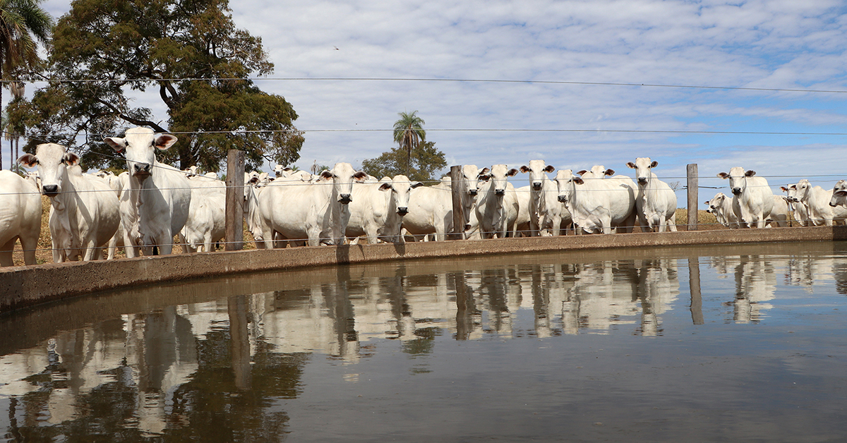 mercado brasileiro do boi gordo fecha a semana em banho maria portal dbo