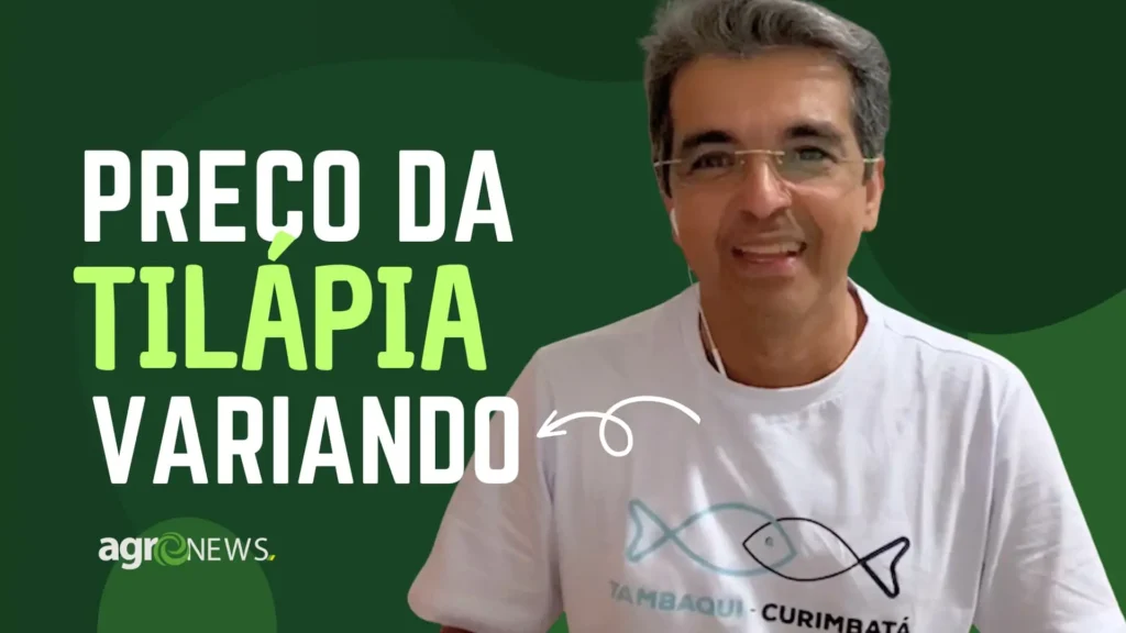 mercado de peixes precos da tilapia varia em diferentes regioes