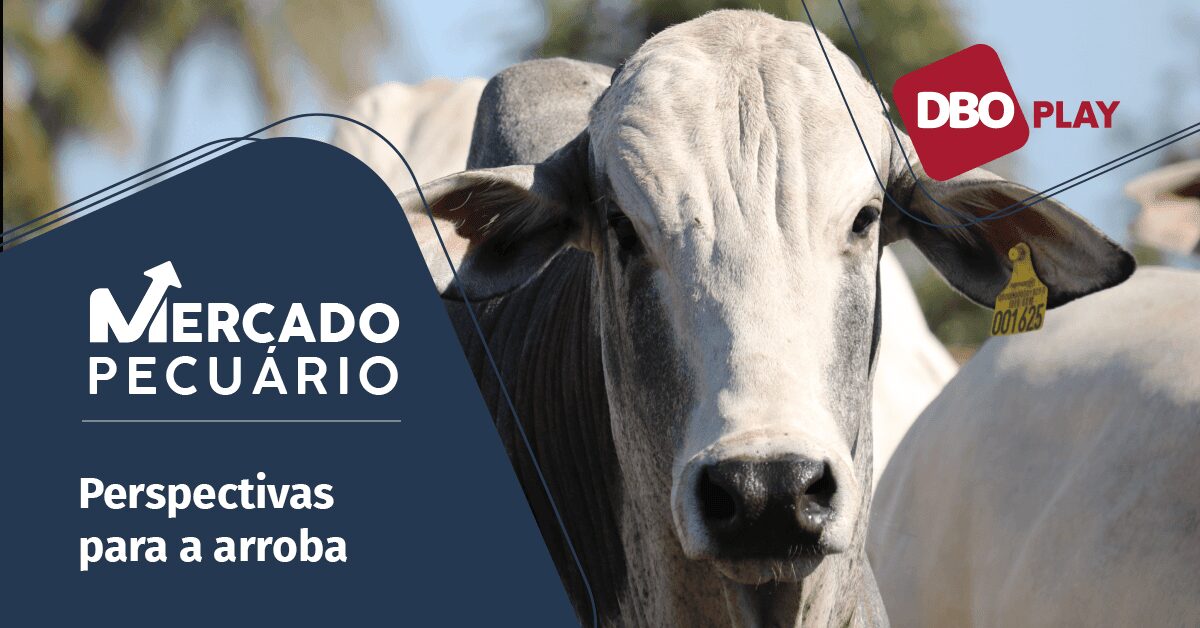 mercado futuro do boi gordo e gripe aviaria no brasil sao temas de analise assista