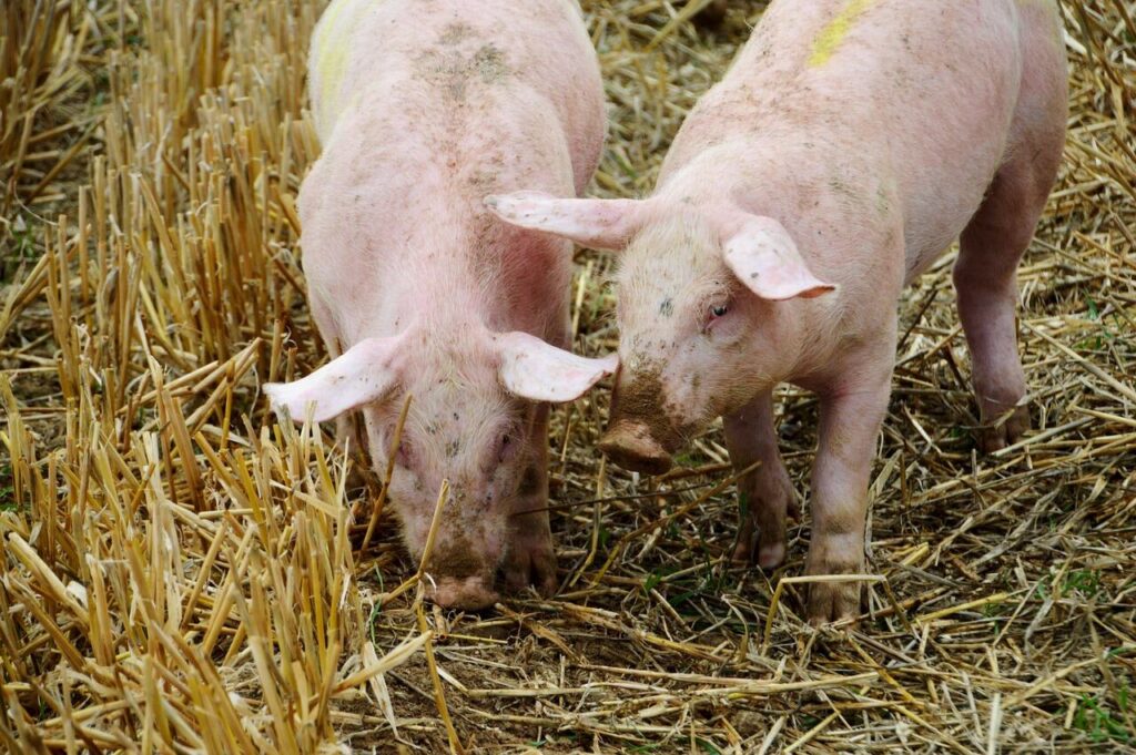 mesmo livre de febre aftosa sem vacinacao sc mantem alerta para sanidade dos animais