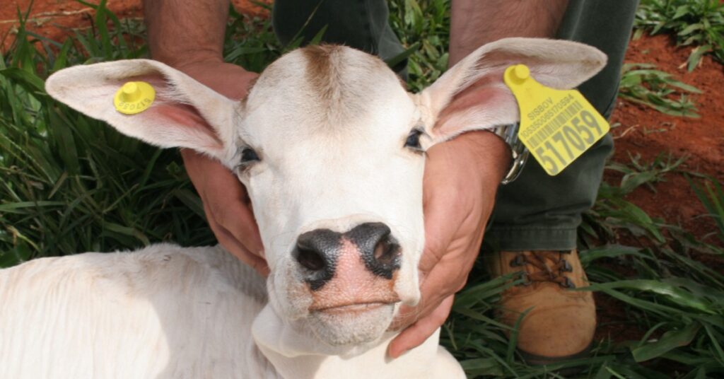 Ministério da Agricultura e Pecuária institui maio como 'Mês da Saúde Animal' • Portal DBO 2 ministerio da agricultura e pecuaria institui maio como mes da saude animal portal dbo