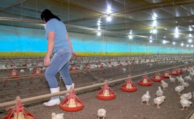 aves, frango, ligados & integrados