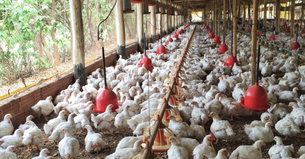 negocios seguem firmes mas setor esta em alerta com casos de iaap em aves silvestres portal dbo