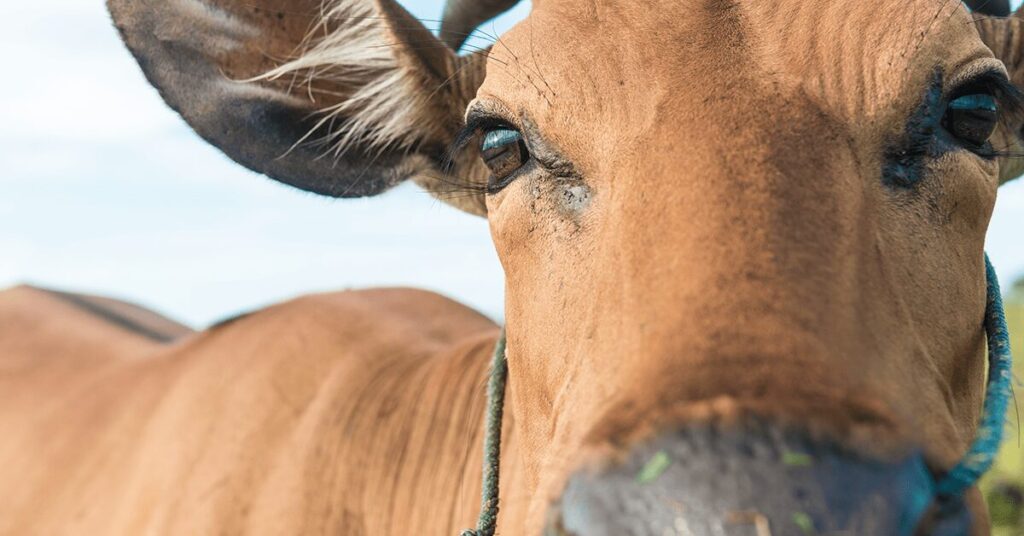 nos eua usda anuncia caso atipico de vaca louca na carolina do sul portal dbo