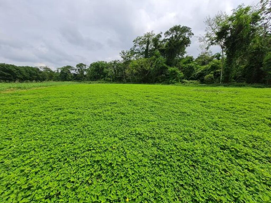 novo amendoim na area embrapa lanca cultivar que promete muita resistencia