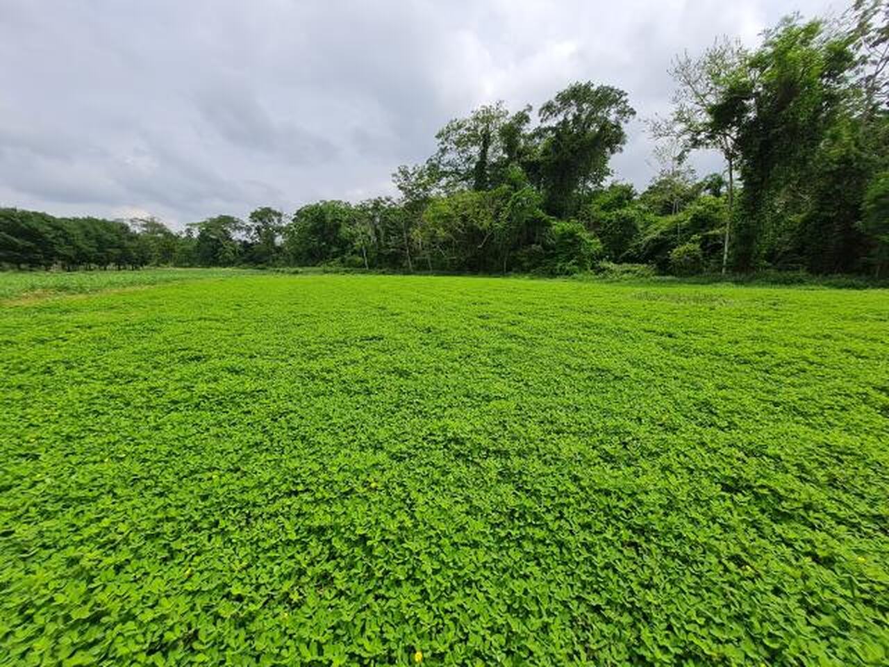 novo amendoim na area embrapa lanca cultivar que promete muita resistencia