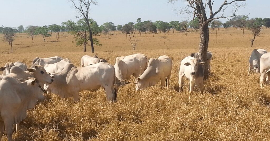ouca f09f8ea7 pecuaria de corte principais erros cometidos na seca comecaram nas aguas portal dbo 2