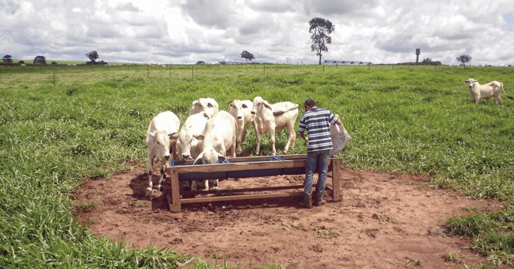 ouca f09f8ea7 se vai terminar boiada fique atento as fontes de proteina na sua regiao portal dbo 2