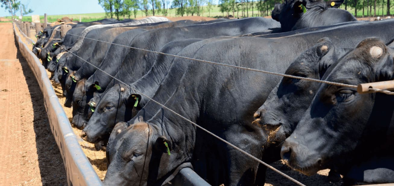 Pecuária: Estimulador natural proporciona ganho de até 6kg por mês no confinamento
