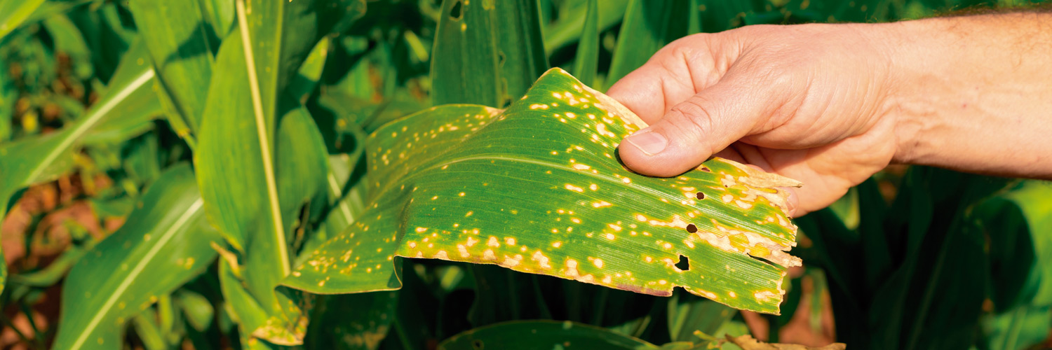 pesquisas vao auxiliar no combate a cigarrinha do milho 1