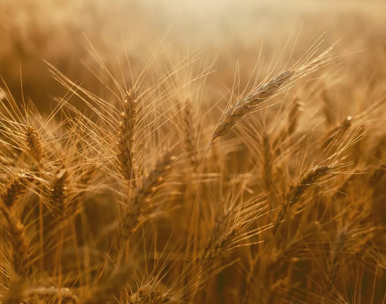 plantio de trigo comeca cercado de incertezas