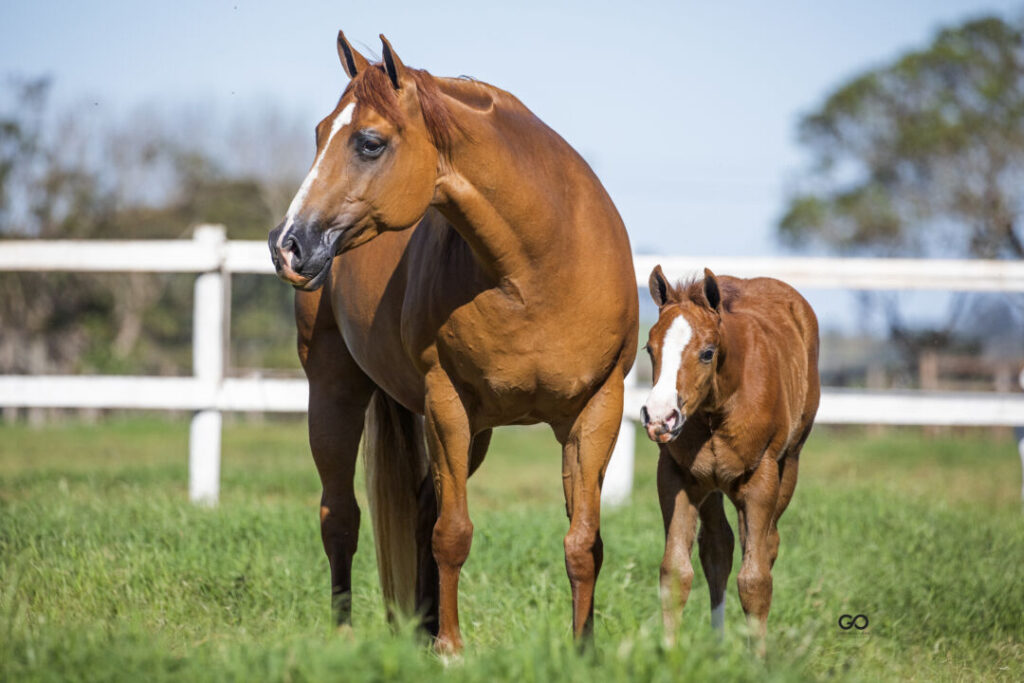 plataforma on line de compra e venda de cavalos ganha novo impulso com parceria de peso