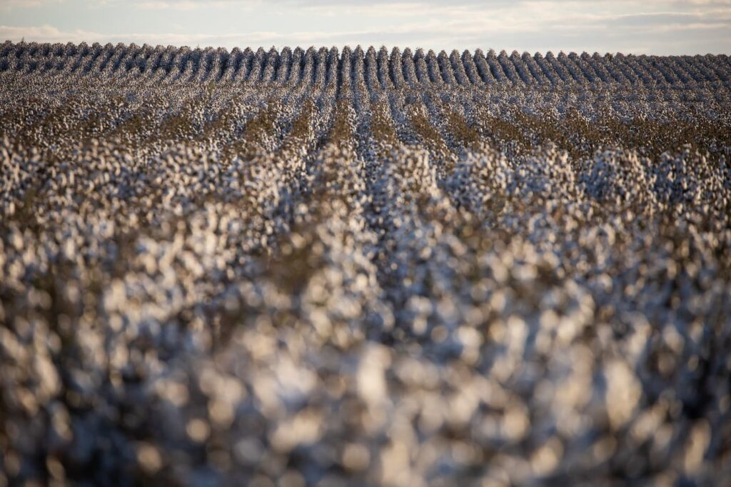 Preço do algodão sinaliza alta paridade na exportação 2 algodão