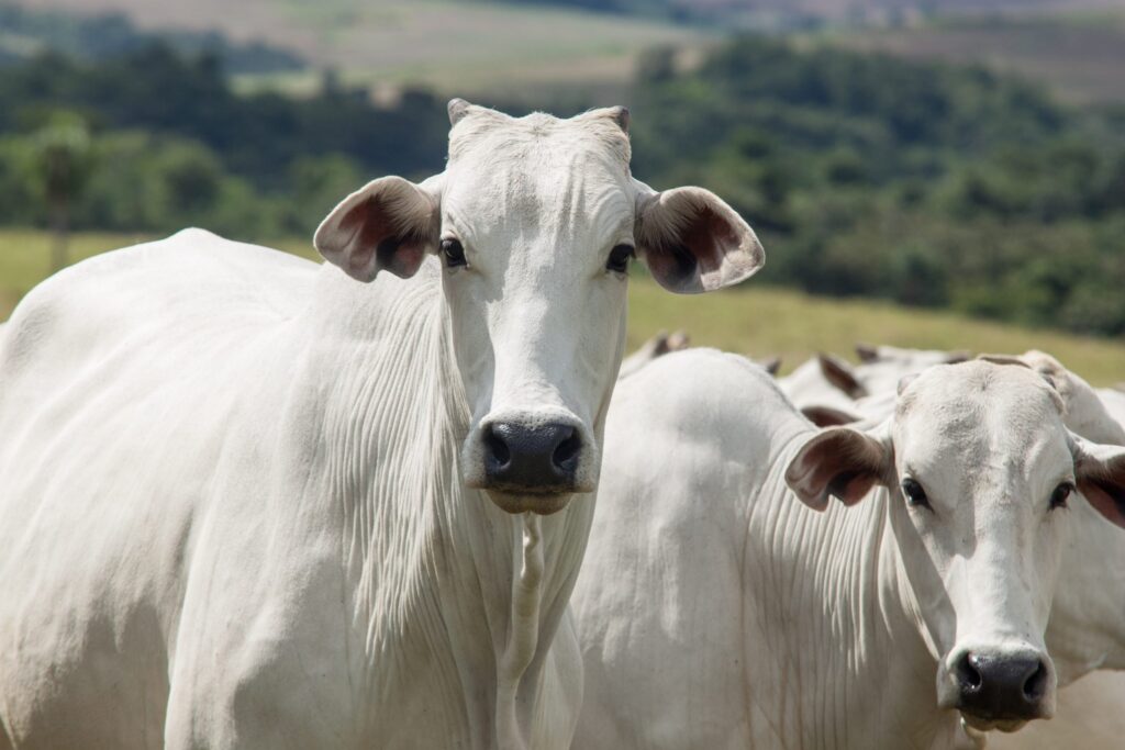 Preço do boi cai e bezerro 'despenca' no mês de maio, aponta Cepea – Money Times 2 preco do boi cai e bezerro despenca no mes de maio aponta cepea money times