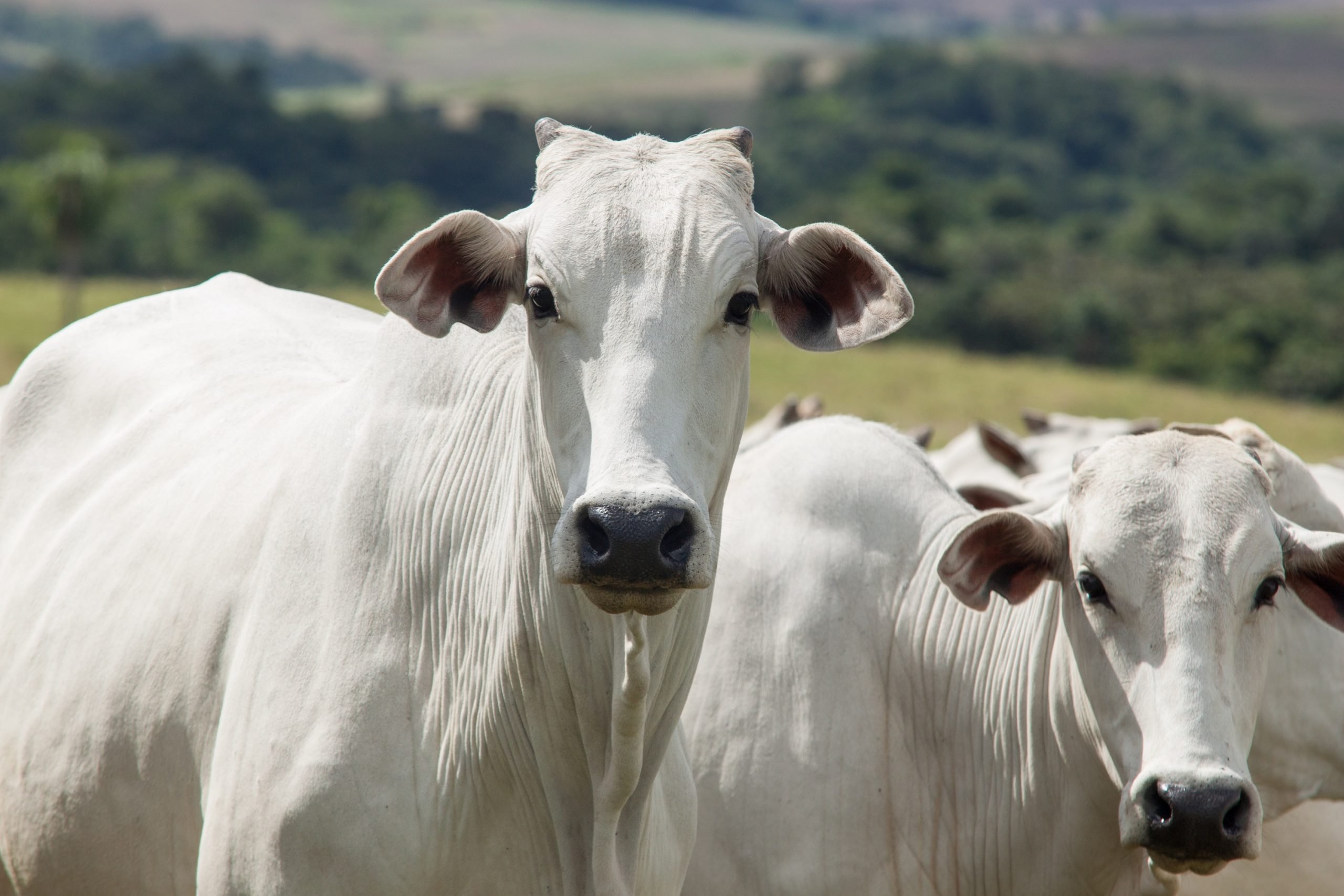 preco do boi cai e bezerro despenca no mes de maio aponta cepea money times