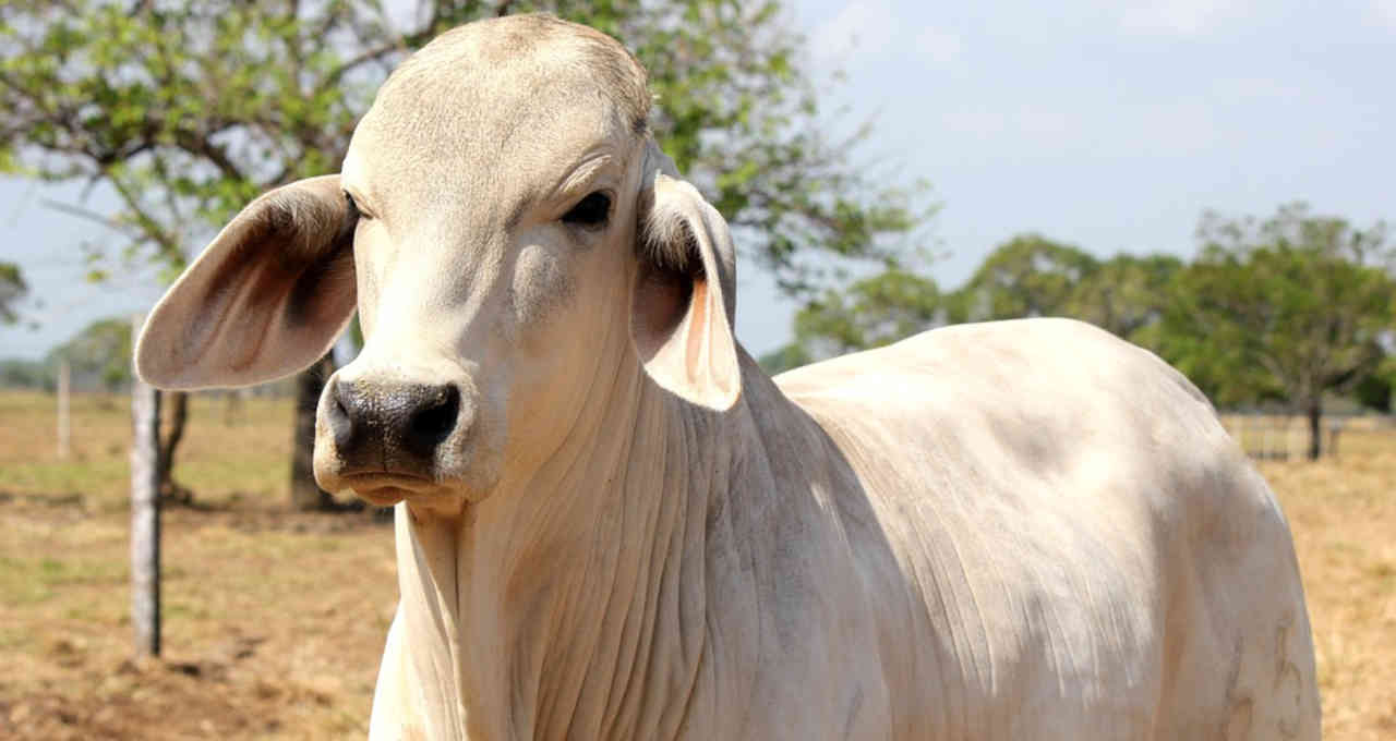 ExpoZebu, ABCZ, negócios, leilão, animais, R$350 mi, pecuária, bovinos, Uberaba, agronegócio