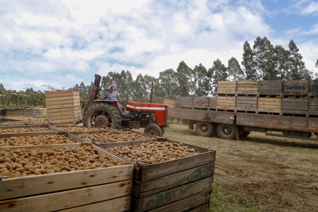 Preços de frutas da estação como caqui e tangerina caem quase 30%, aponta boletim do Deral 2 precos de frutas da estacao como caqui e tangerina caem quase 30 aponta boletim do deral