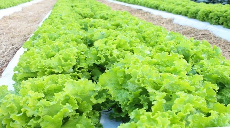 precos de negociacao da alface caem no inicio de maio 1