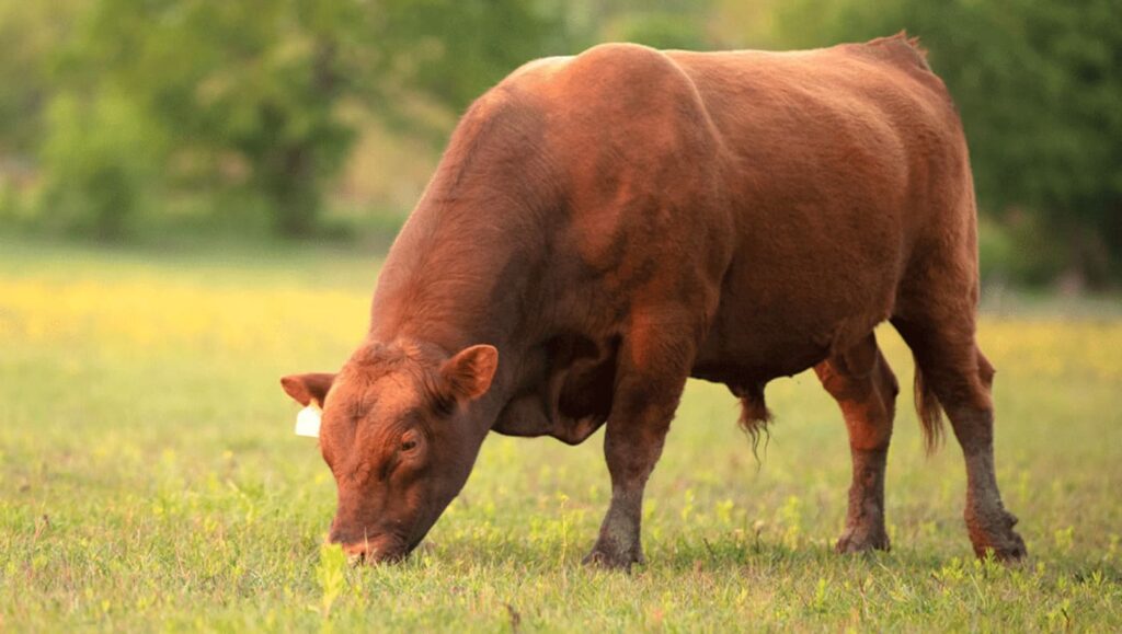 producao de corte de altissimo rendimento 1 1