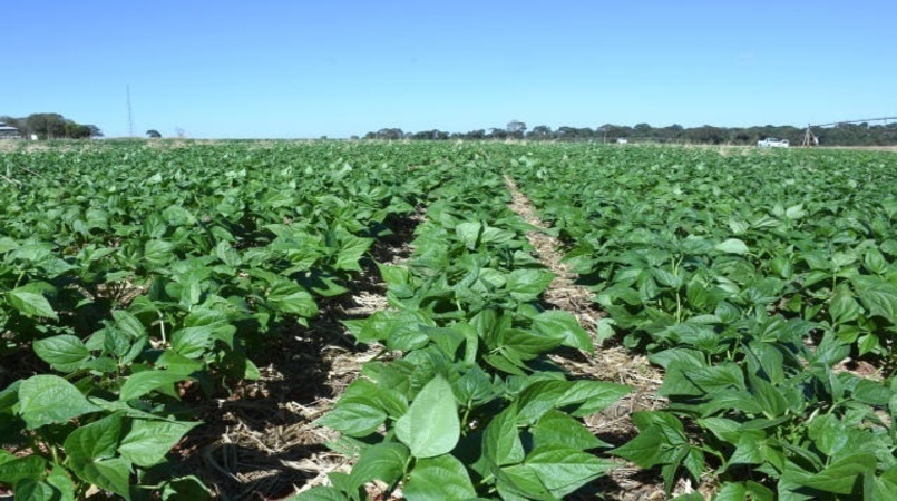 produtividade garante safra de feijao em 3 milhoes de t mesmo em menor area