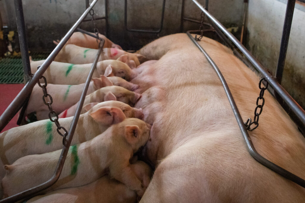 prolapso uterino exige atencao na suinocultura 1