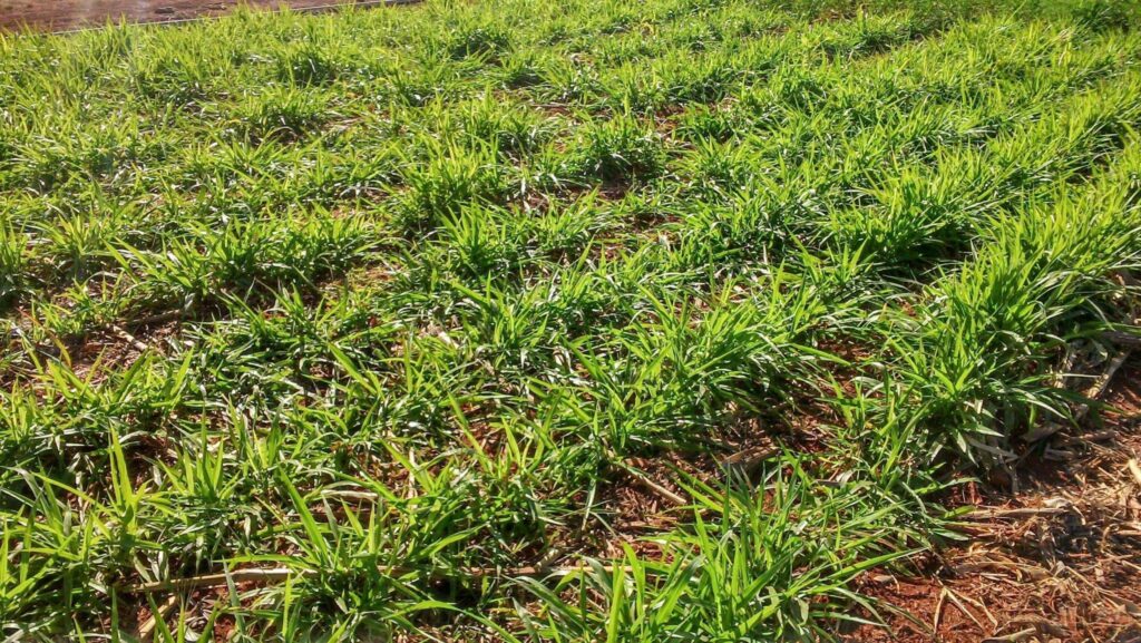 quais sao os tipos de braquiaria e como fazer o manejo da planta