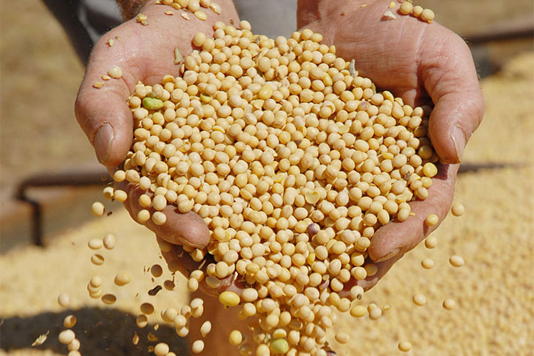 qualidade dos graos e parametro relevante para comercializar e processar safra recorde