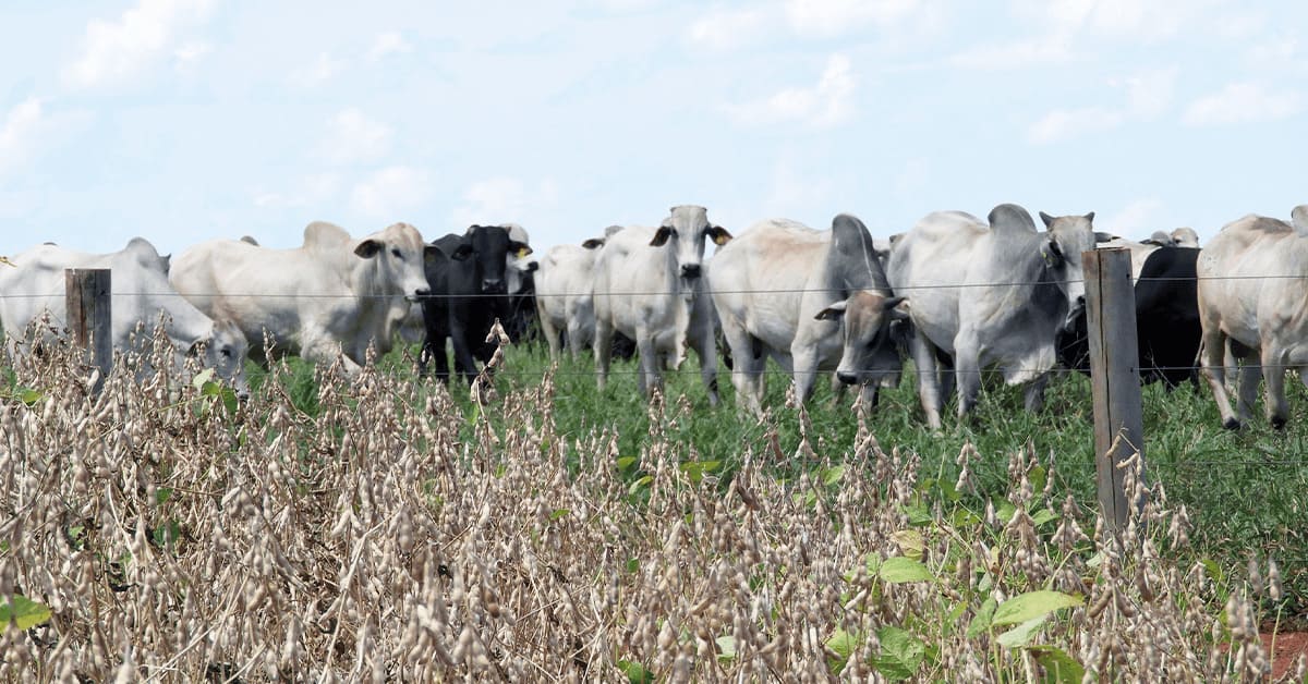 quedas na cotacao da arroba continuam mas de maneira nao generalizada